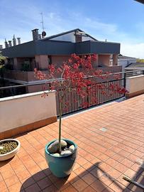 Pianta acero rosso altezza 150 cm