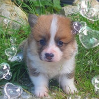 Corgi pembroke