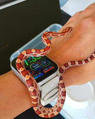 pantherophis guttatus 