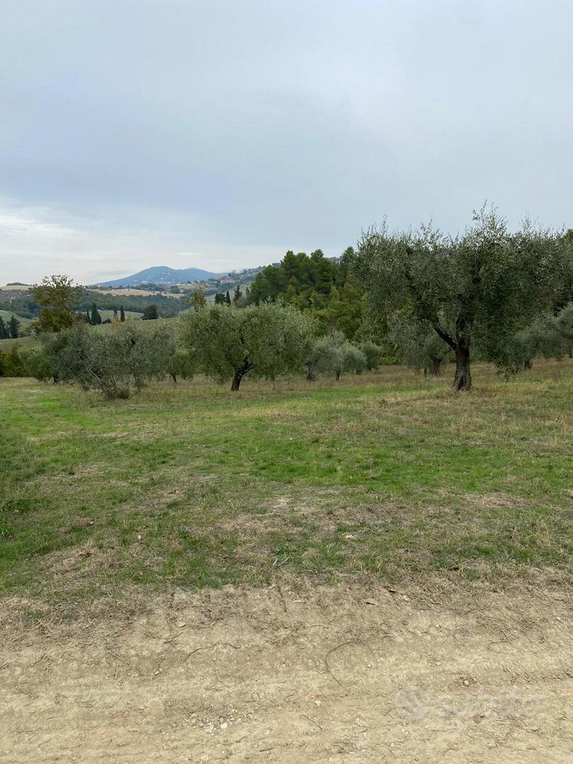 Uliveto a Lugnano in Teverina - Vista 2