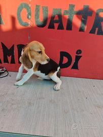 Beagle pedigree enci