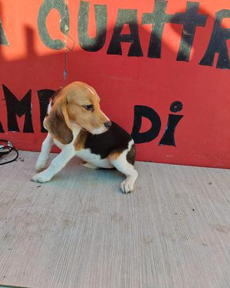 Beagle pedigree enci