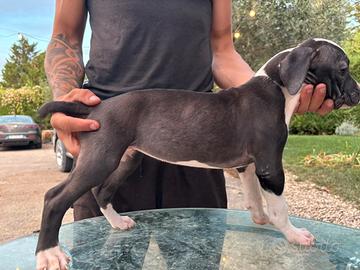 Pit Bull ukc