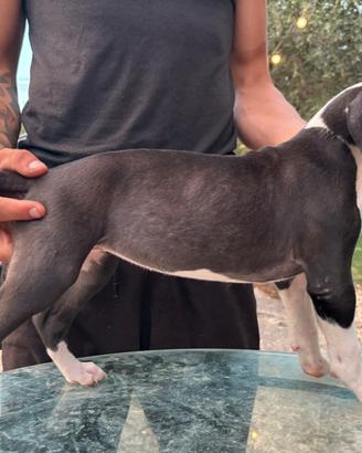 Pit Bull ukc