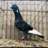 Colombo adana dewlap