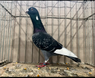 Colombo adana dewlap