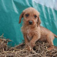 Segugio dell' Appennino