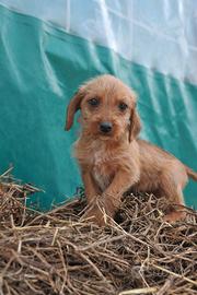 Segugio dell' Appennino