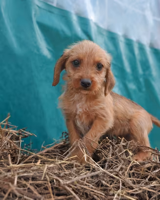 Segugio dell' Appennino