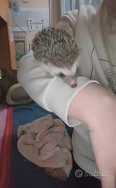 Riccio africano femmina completa di tutto