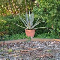Agave