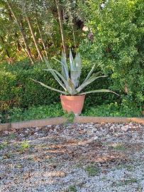 Agave