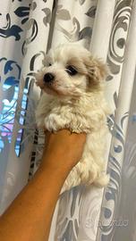 Maltese coreano toy