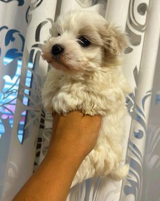 Maltese coreano toy