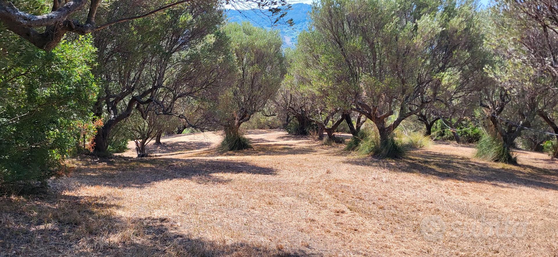 TERRENO AGRICOLO CON ULIVETO ASCEA - Vista 5