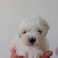 Barboncino mini toy maschio