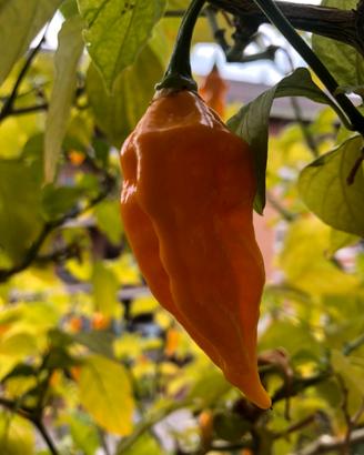 Habanero giallo