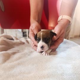Cuccioli di jack Russell