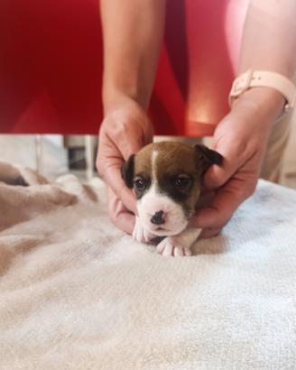 Cuccioli di jack Russell