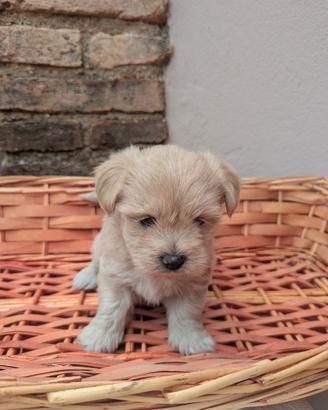Morkie toy