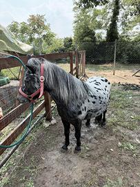 Pony appaloosa