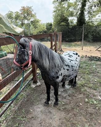 Pony appaloosa