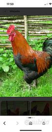 Gallo marans