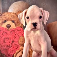 Cucciola di Boxer - Femmina Bianca