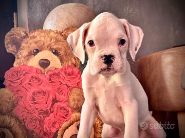 Cucciola di Boxer - Femmina Bianca