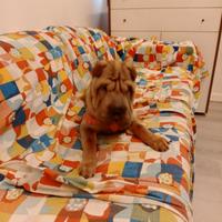 Sharpei