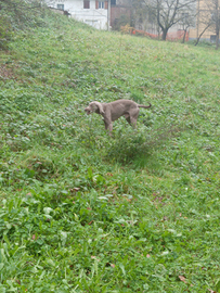 Bracco weimaraner