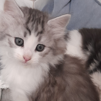 Cuccioli di norvegese delle foreste