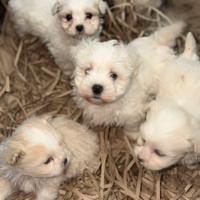 Maltipoo mini toy