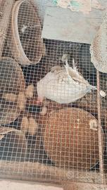 Chioccia di gallina