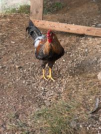 Galli
