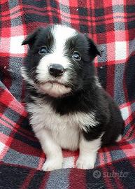 Cane taglia piccola