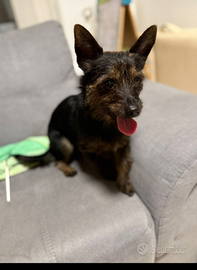 Cagnolino 4 anni 5 kg