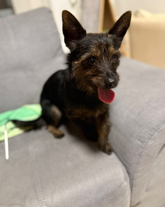 Cagnolino 4 anni 5 kg