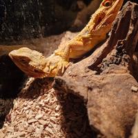 Coppia di pogona