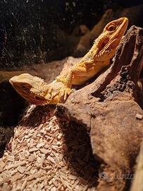 Coppia di pogona