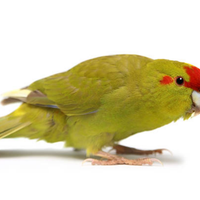 Kakariki cannella femmina selvatica