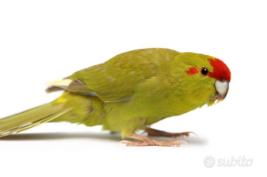 Kakariki cannella femmina selvatica