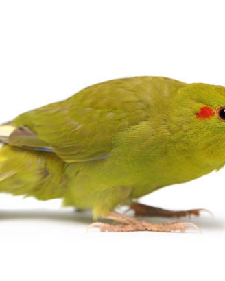 Kakariki cannella femmina selvatica