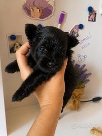 Cuccioli di Pomapoo