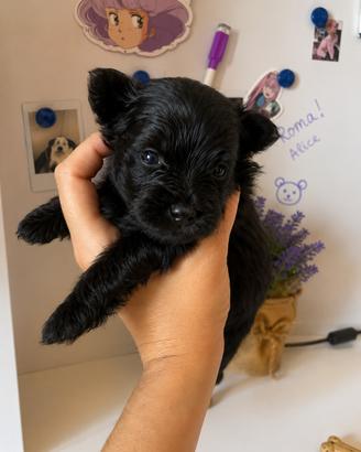 Cuccioli di Pomapoo
