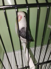 Femmina inseparabile fischer