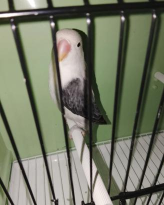 Femmina inseparabile fischer