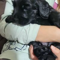 Cocker spaniel inglese