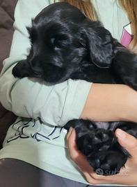 Cocker spaniel inglese