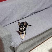 Chihuahua -Pincher